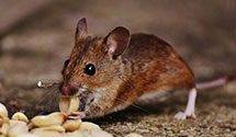 Find Exterminators in Hertford County